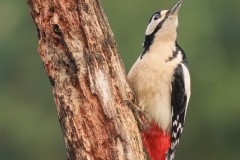 1A8A0334-Vogelhut-Erspelo-Grote-bonte-specht