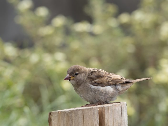 Zangvogels