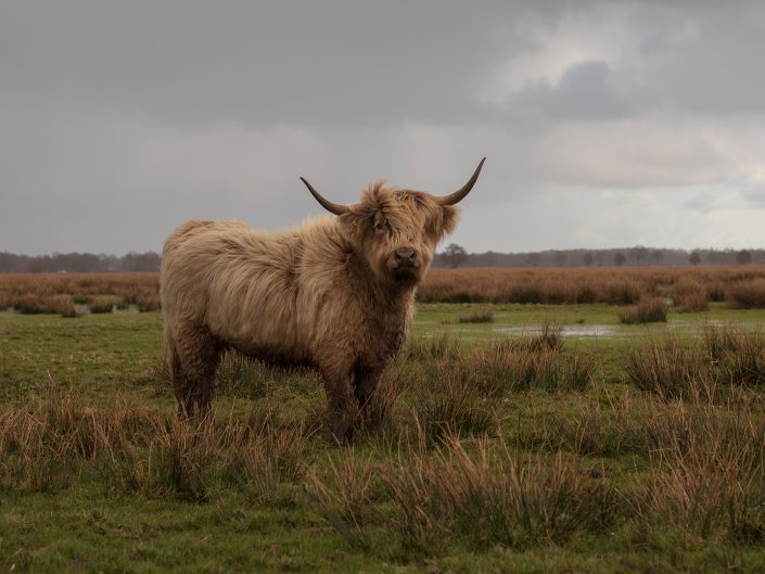 Schotse Hooglanders