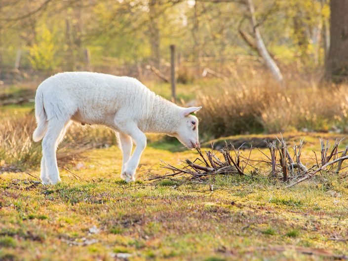 Schapen