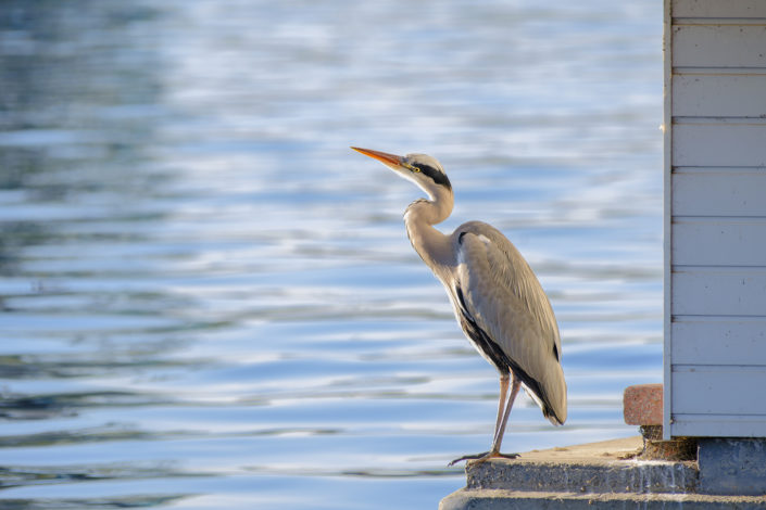 Heron at the houseboat