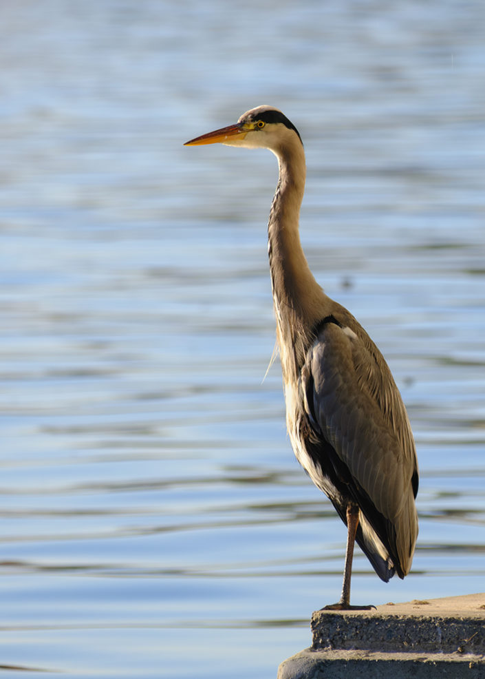 Heron enjoys the view