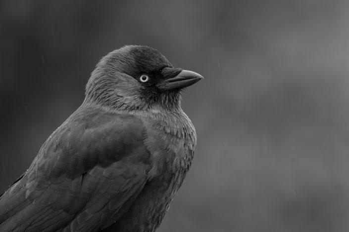 Jackdaw in black & white