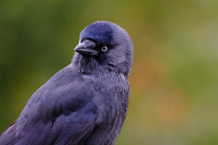 Jackdaw in the rain