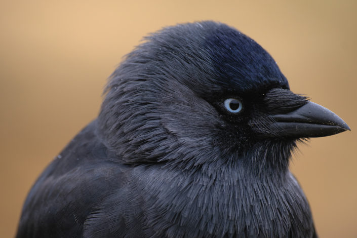 Jackdaw