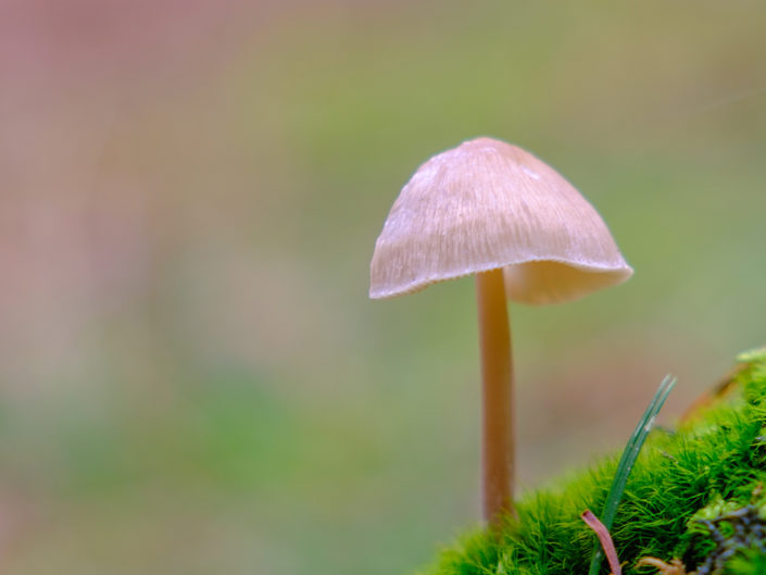 Paddenstoelen