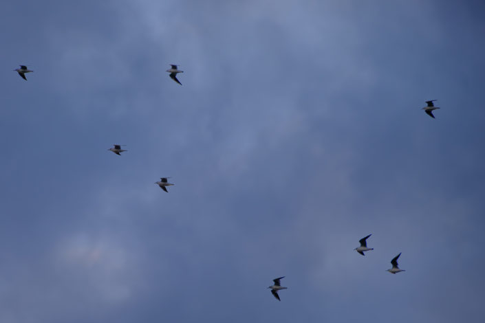 Vogels in de lucht