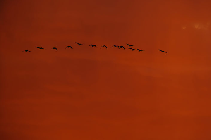 Vliegen in oranjegloed