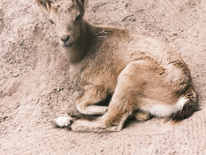 Duitse dierentuinen