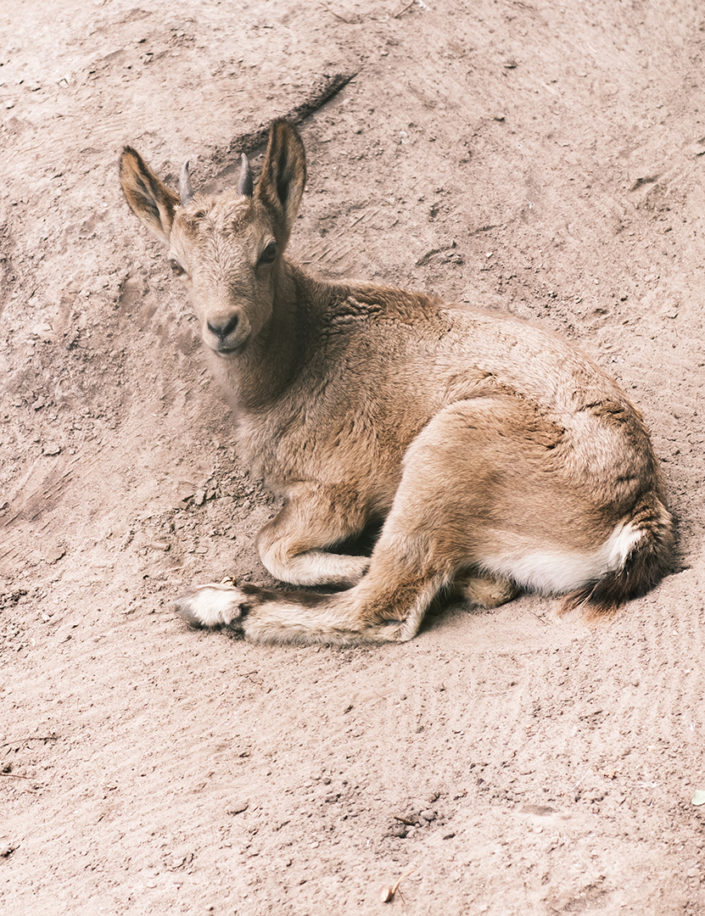 Siberische steenbok