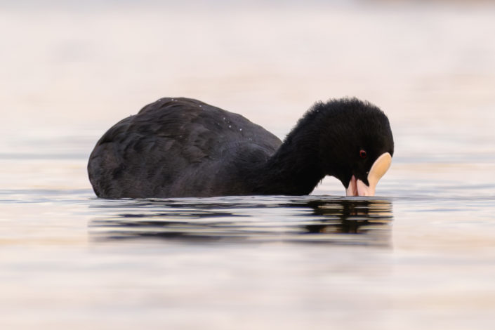 Meerkoet bij het Valkenburgse meer,