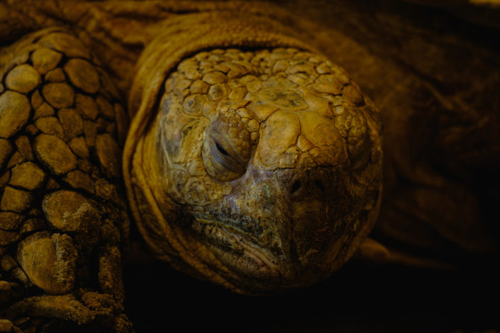 African Spurred Tortoise