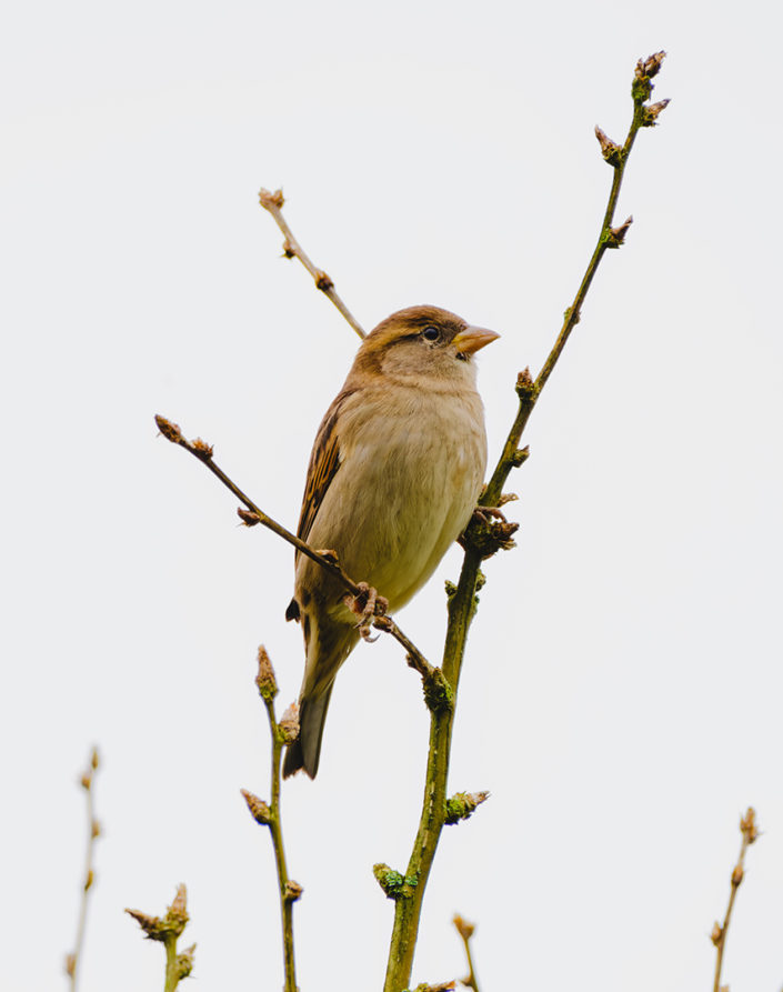 House Sparrow