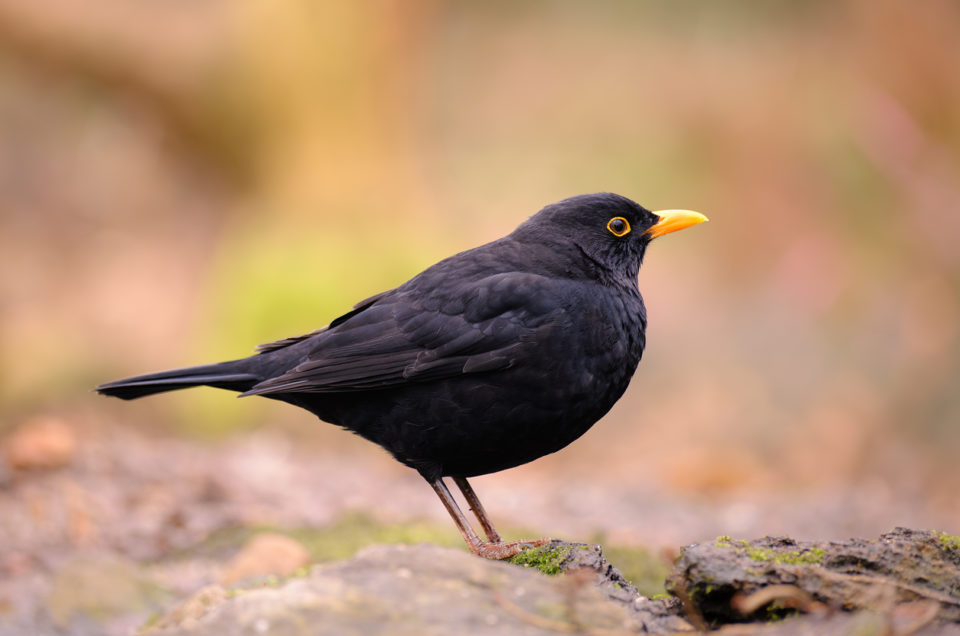 Eerste keer vogelhut