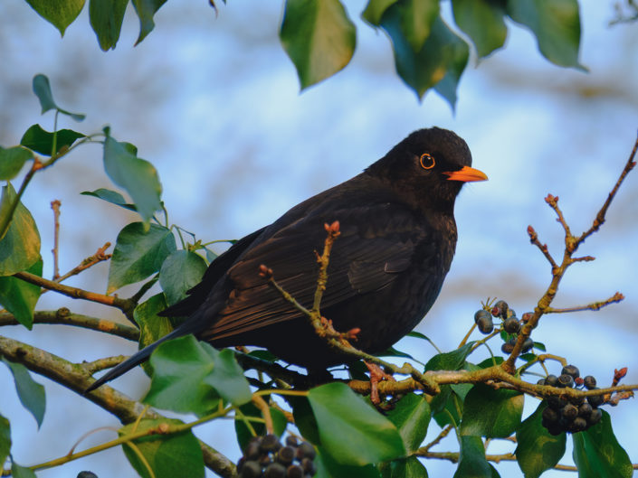 Vogels met Gucci