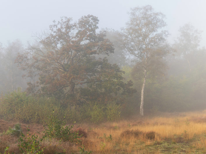 Woodland