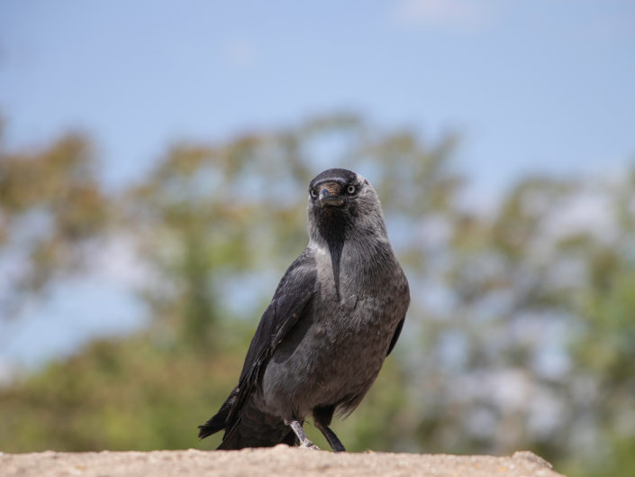 Birds