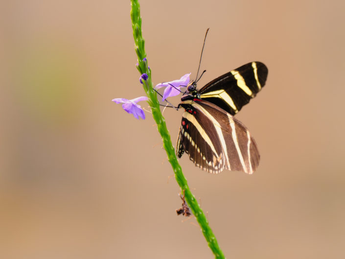 Insects
