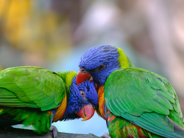 Zoo Birds