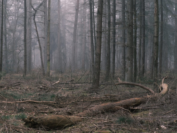 Woodland