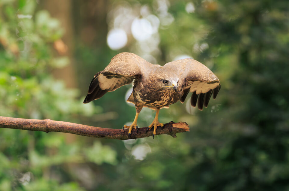 Dag van de buizerd
